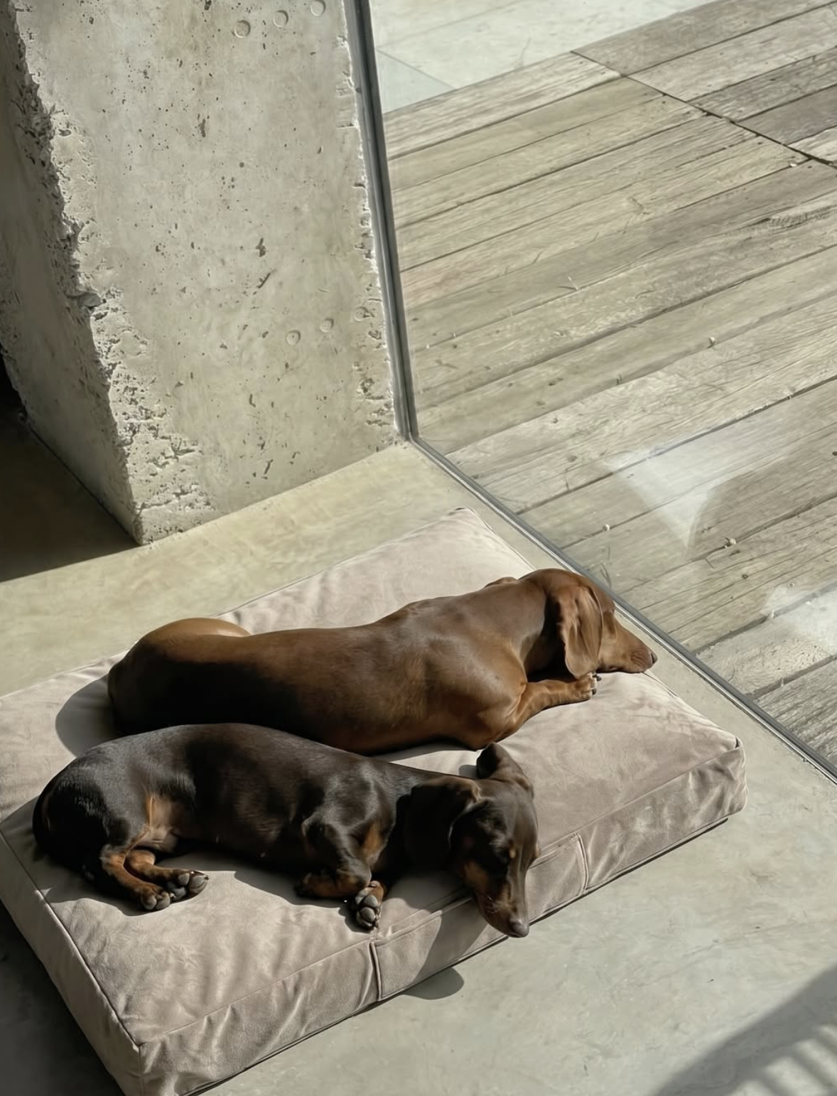 La Estantería — Dachshunds sobre puf